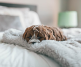 Cockapoo Puppies For Sale Fairfield Furbabies